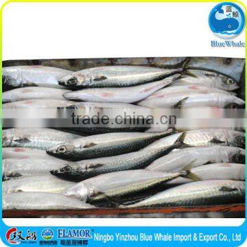 Grade A frozen Pacific mackerel 150g 250g 150-250g