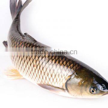 Grass Carp/Asian carp fresh fish