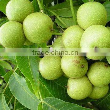 Portable Olive Harvester on Sale photo-2