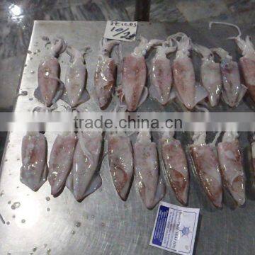 FROZEN SQUID WHOLE