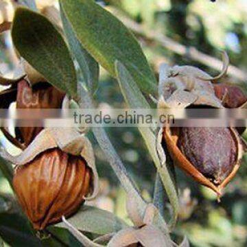 Jojoba Oil - Cold Pressed/Clear/Refined/Unrefined