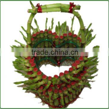 Basket Shaped Lucky Bamboo Air Bonsai Tree Dracaena Sanderiana Indoor Aquatic Feng Shui Plants Nursery Garden Decoration photo-6