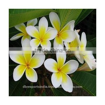 Frangipani Oil (Plumeria Alba)