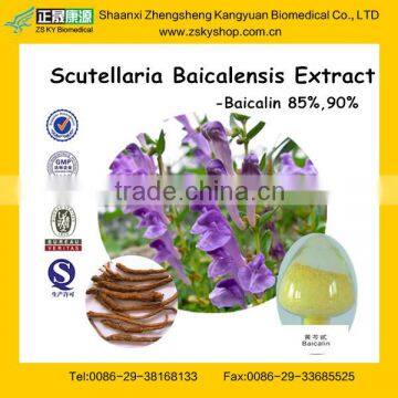 Top Quality Baicalin from Scutellaria Baicalensis Extract