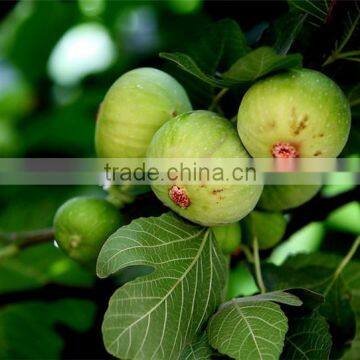 Fig & Ficus carica seedling