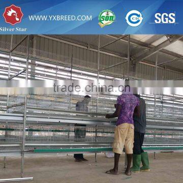 Leading quality Poultry House Cage designed for Kenya 15000 birds