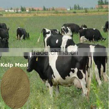 high quality kelp meal for USA market,kelp meal animal feed