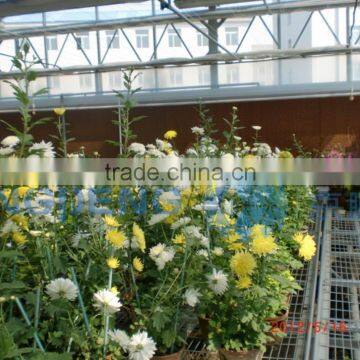 Agricultural Plastic Film Greenhouse With Arch Roof photo-5