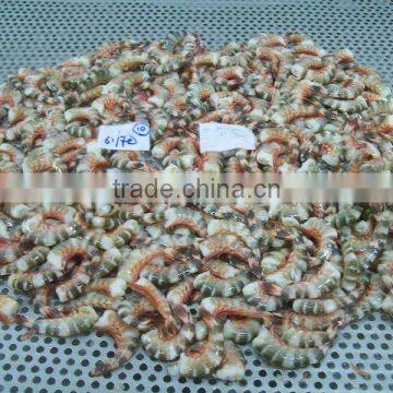 HLSO Cat Tiger Shrimps photo-3