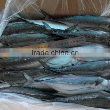Frozen Hard Tail Scad 60/80 per Carton From China photo-2
