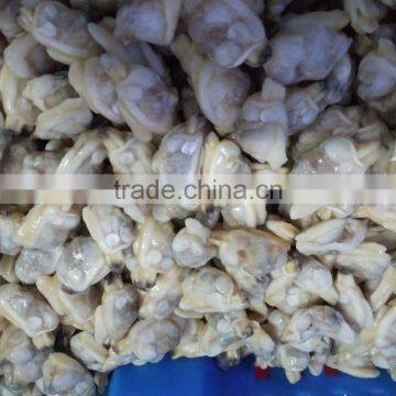 IQF delicious paphia undulata frozen clam meat shell off