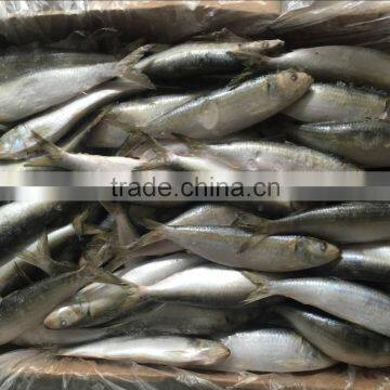 Dongguan Beinuo sardine frozen sagax from China famous supplier