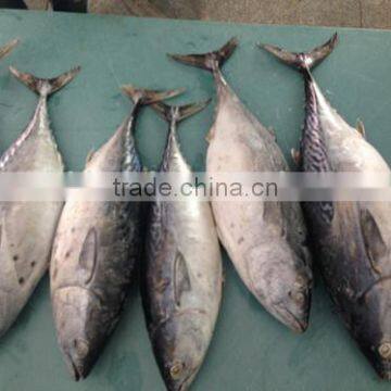 Bonito Tuna (Auxis Tapeionsoma) photo-2