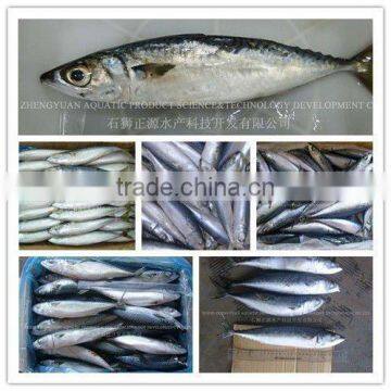 New Landing Frozen HGT Frozen Fresh Fish Pacific Mackerel for Can Company photo-6