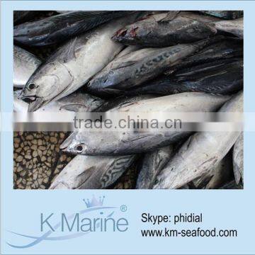 2015 New Product Sea Frozen Bonito Fish lot number#kmw4349