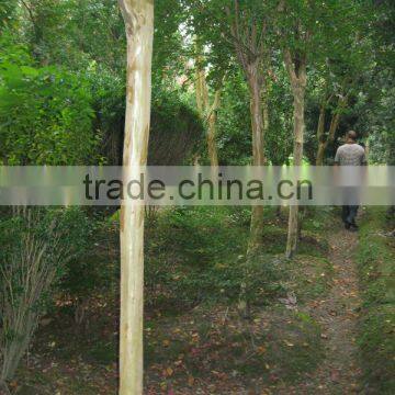 Lagerstroemia Indica Field in the North photo-3