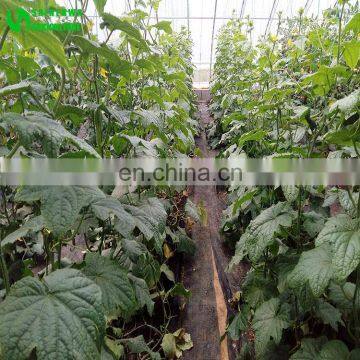 Eggplant Hydroponics and Coconut Cultivation Equipment/Hydroponics Growing Systems photo-5