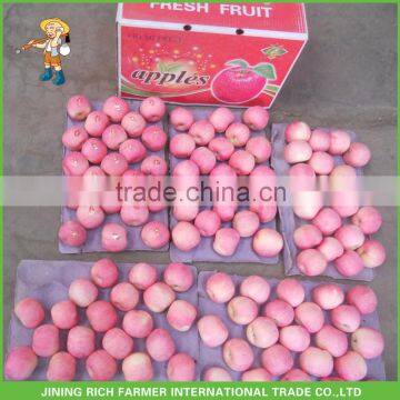 New crop bulk fresh Fuji apple fruit hot booking