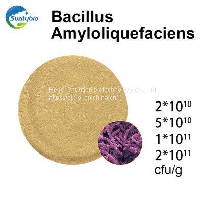 Bacillus Amyloliquefaciens photo-2