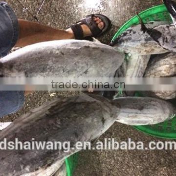 Ship Frozen Katsuwonus Pelamis with size 300 - 750g +