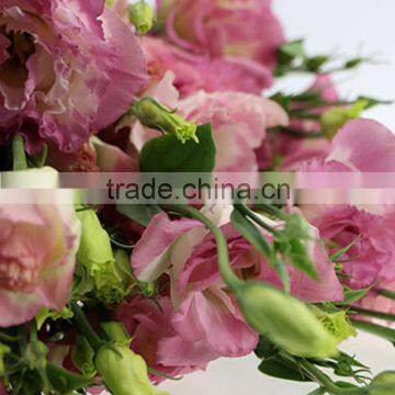 New manufacture natural fresh cut t-tone purple eustoma