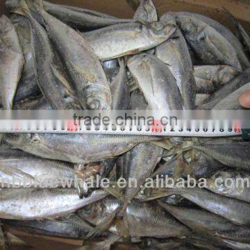 horse mackerel fish from China