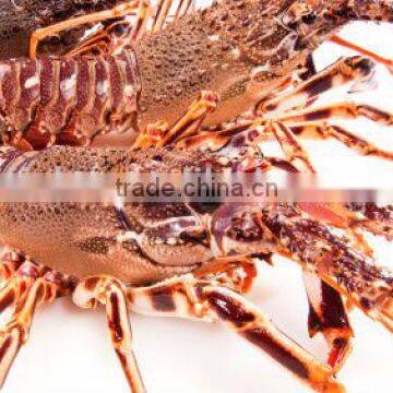 Rock Lobster photo-2