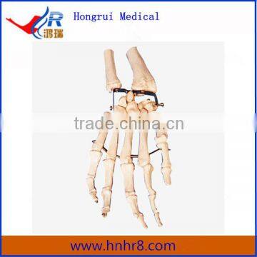 High Quality Palm Bone Skeleton Model Price