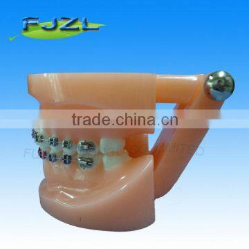 orthodontic tooth model, orthodontic teeth model with circle base,dental orthodontic models