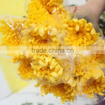 Most popular new coming chrysanthemum many colors for balcony decoration