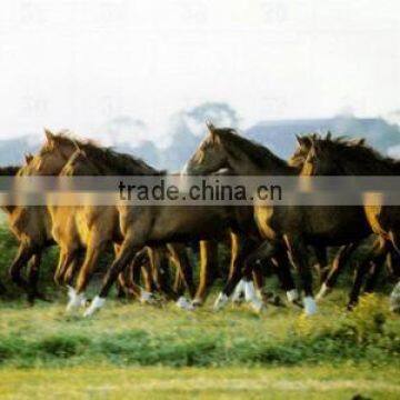 Horse Oil Paintings HR514