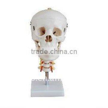 XC-135 Skull with Cervical Spine