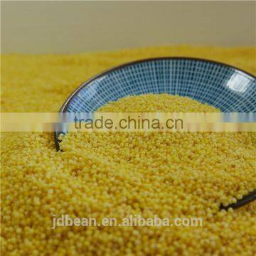 2016 crop glutinous yellow millet sticky millet for rice cake