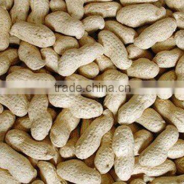 2012 luhua peanut in shell price in China