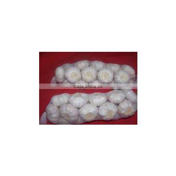 china high quality fresh garlic garlic price in china for wholesales