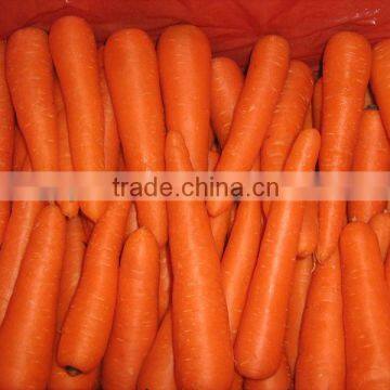 2013 Fresh Carrot