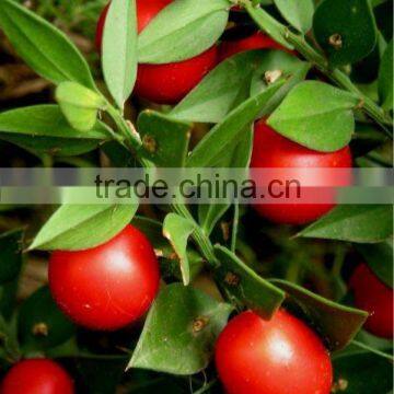100% Natural Best Quality Ruscus Aculeatus P.E. photo-3