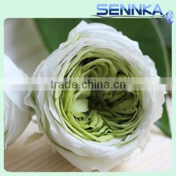 Natural Preserved English Rose Heads in White Green 8 per Box