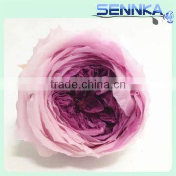 Wholesale Valentine's Day Gifts Purple Color Preserved Roses Flower Austin Rose Dried Flowers photo-3