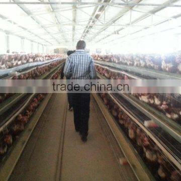 China hot selling 120 birds chicken layer cage