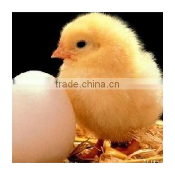 500 Chicken Egg Incubator Hatching Machine For Sale