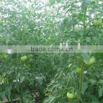 Polycarbonate Sheet Greenhouse photo-5