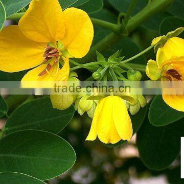 Cassia Glauca (Cassia Surattensis) photo-2
