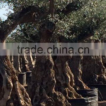 Olive Tree "Lechin"- Olea Europaea "Lechin" photo-6