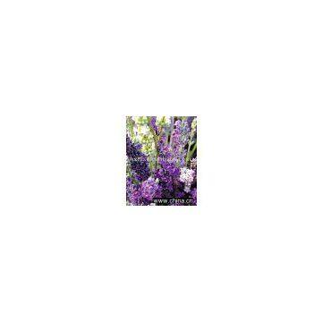 Rosemary Powder Extract  (Ursola Acid )