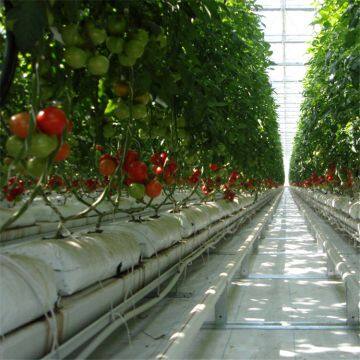 Hydroponic Glass Greenhouse, Glass Greenhouse Tomato Soilless Cultivation