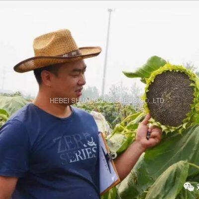 Raw Natural Chinese Black Sunflower Seeds for Planting photo-2