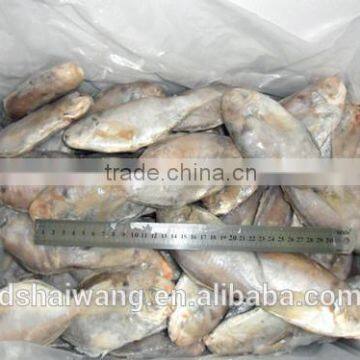 High quality frozen butterfish pomfret