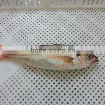 Red tail horse mackerel Decapterus kurroides