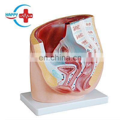 HC-S271 pelvis Manikin Medical science anatomical model,4 Parts Female sagittal anatomical model for sale